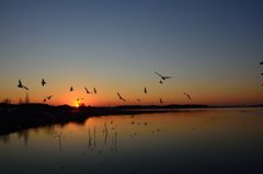 鳥たちへ帰宅を告げる夕日