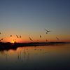 鳥たちへ帰宅を告げる夕日