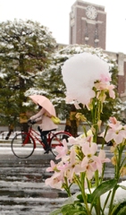 大雪の京大