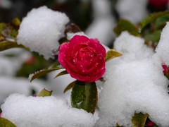大雪の京大3