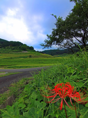 彼岸花