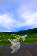 百合
