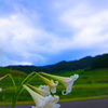 百合