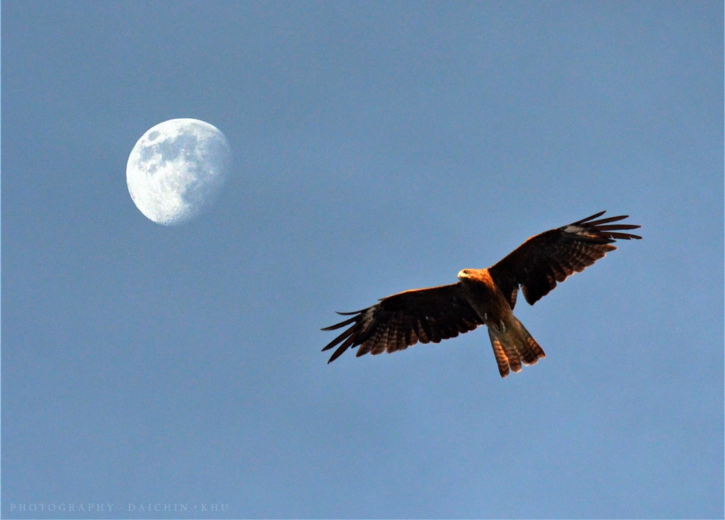 鷲と月