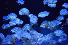 加茂水族館にて⑤