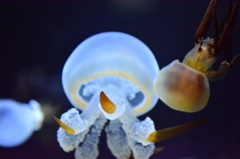 加茂水族館にて②