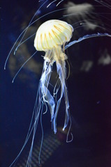 加茂水族館にて③