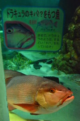 僕の事だよ