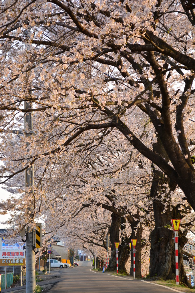 桜並木