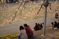 まだ 肌寒く 桜満開