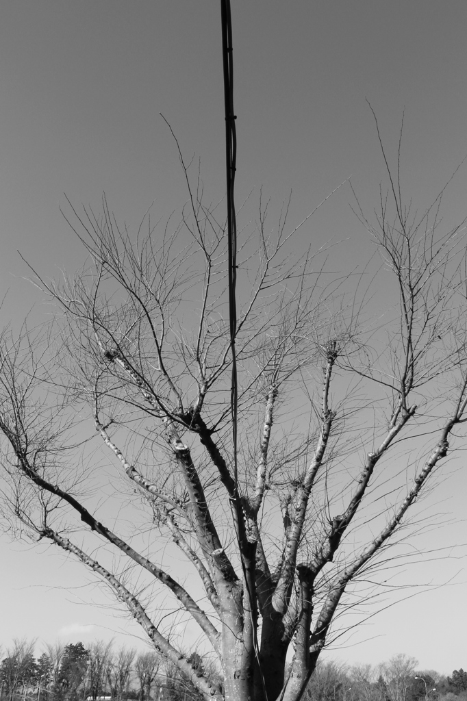2013_1231_123814-IMG_1190non titleⅡ