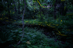 Stage of firefly