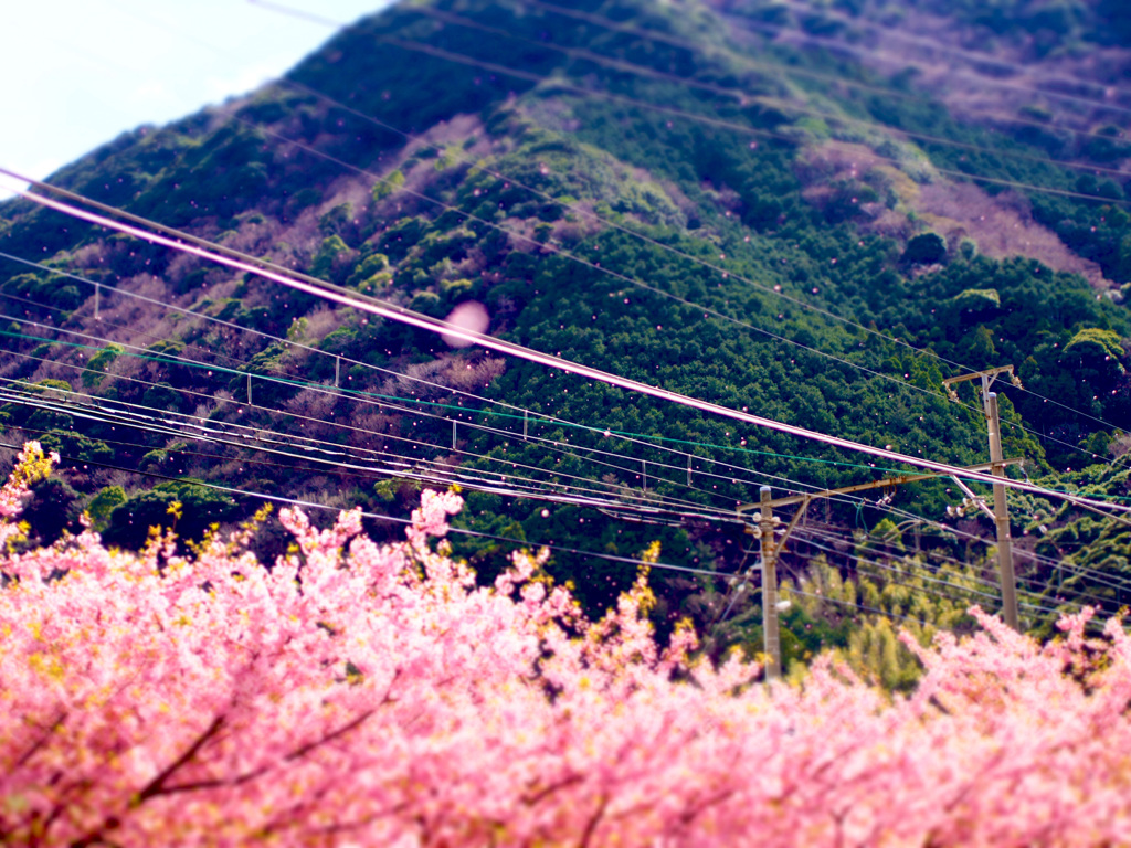桜、風吹く