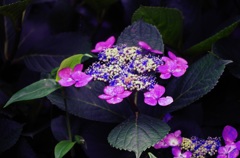 紫陽花
