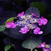 紫陽花