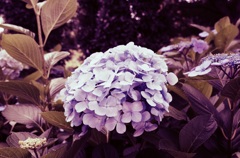 紫陽花