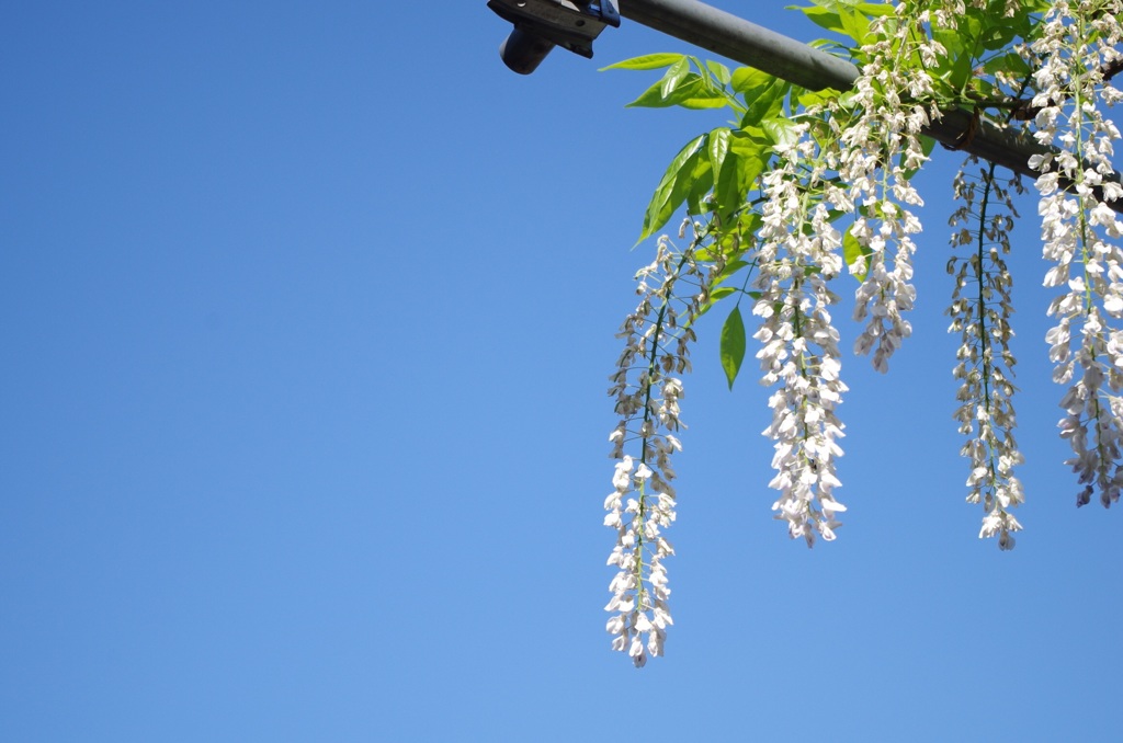 藤の花