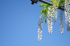 藤の花
