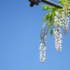 藤の花