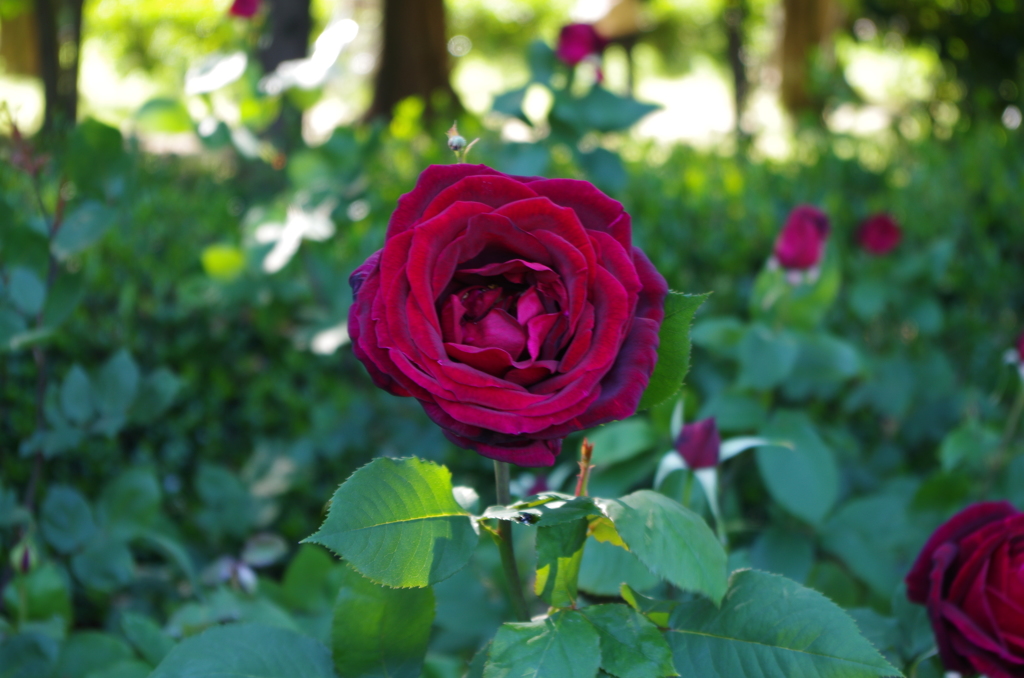 IMGP2342