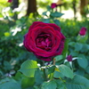 IMGP2342