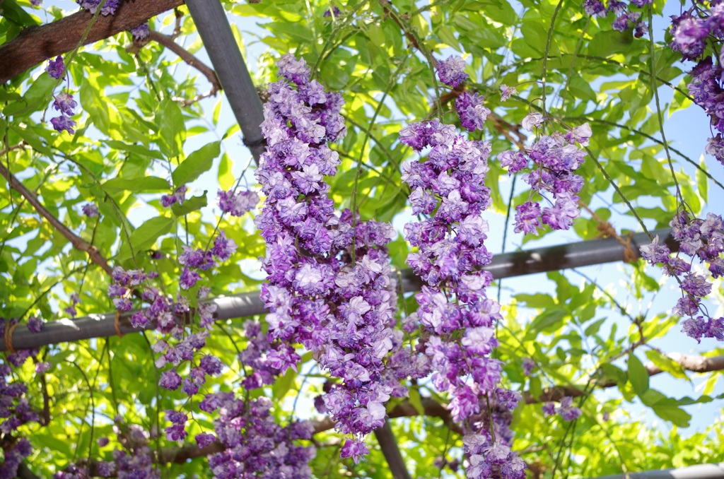 葡萄ではなく藤の花