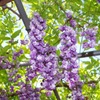 葡萄ではなく藤の花