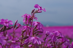 芝桜