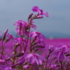 芝桜