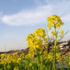 春の風物詩