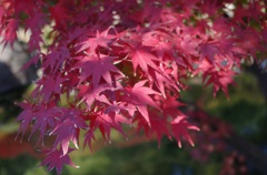紅葉