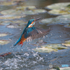 366A0521_271mm_F5,0_SS1600_ISO500
