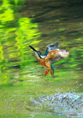 DSX01153 (2)_400mm_F5,6_SS1600_ISO800
