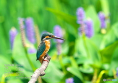 DSX03148_400mm_F5,6_SS1600_ISO500