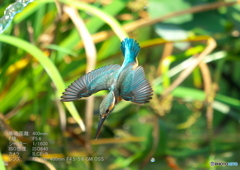 DSX03175_400mm_F5,6_SS1600_ISO640