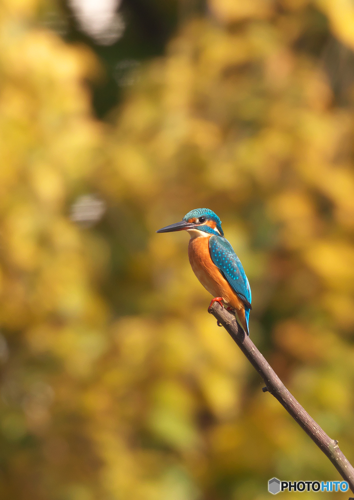 366A0644_400mm_F5,6_SS2000_ISO800