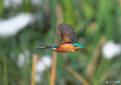 AK4I6243_400mm_F5,6_SS1600_ISO320