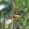 AK4I6243_400mm_F5,6_SS1600_ISO320