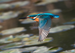 AK4I6653_400mm_F5,6_SS1600_ISO640