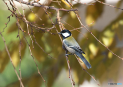 366A1054_400mm_F5,6_SS800_ISO320