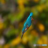 AK4I6531_371mm_F5,6_SS1600_ISO320