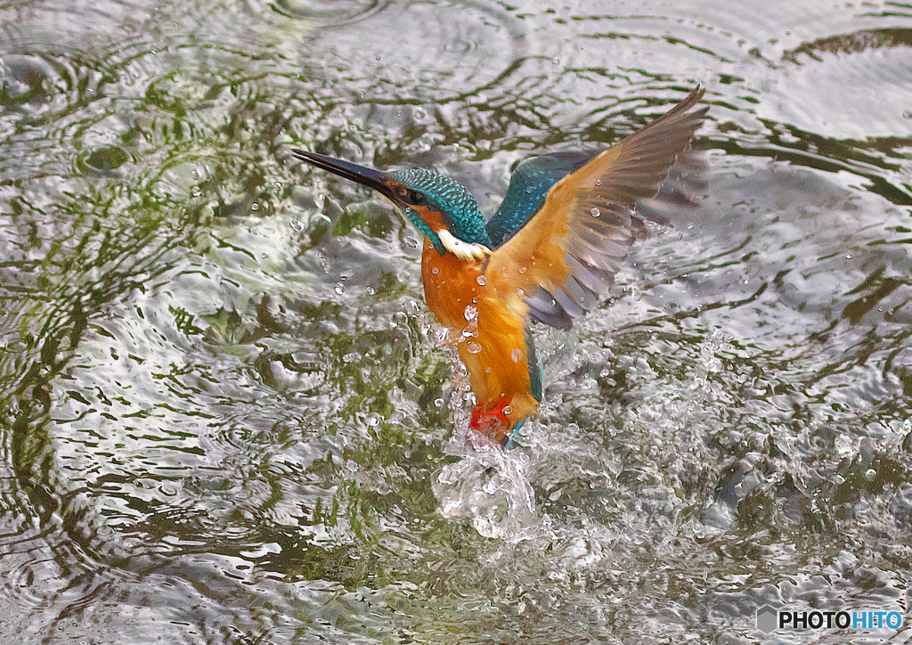 366A9981_164mm_F5,6_SS1250_ISO800