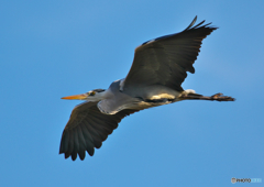 366A9914_400mm_F5,6_SS1250_ISO160