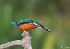 366A0782_400mm_F5,6_SS1600_ISO640