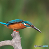 366A0782_400mm_F5,6_SS1600_ISO640