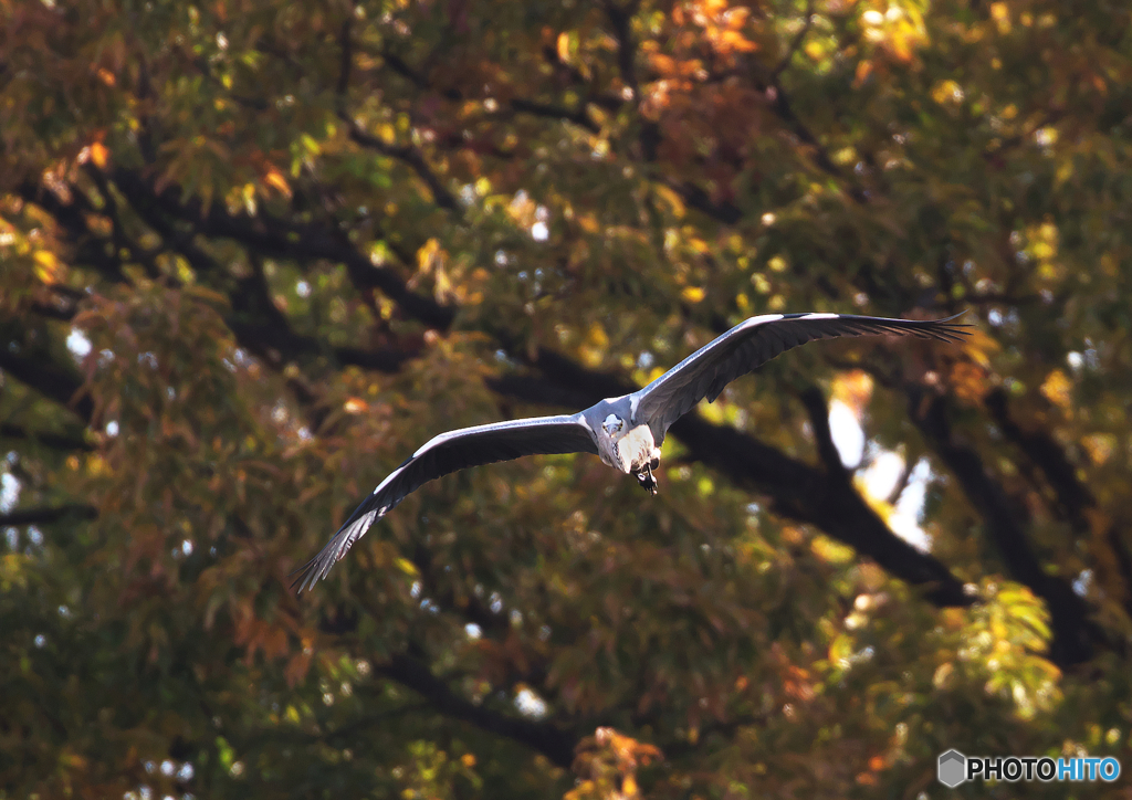 366A9891_400mm_F5,6_SS1250_ISO1600_1