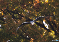 366A9891_400mm_F5,6_SS1250_ISO1600_1