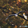366A9891_400mm_F5,6_SS1250_ISO1600_1