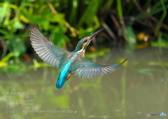 DSX03195_400mm_F5,6_SS1600_ISO800