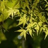 青紅葉